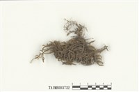 藏品(麻羽苔屬)的圖片